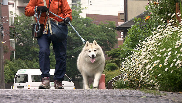かぼす きょうのわんこ 写真4