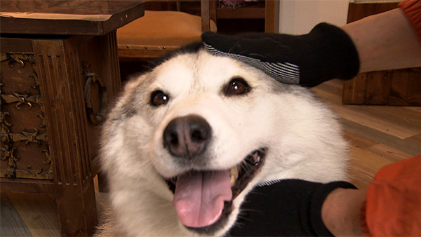 かぼす きょうのわんこ 写真5