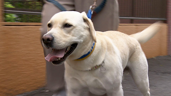 ALBA きょうのわんこ 写真1