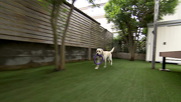 ALBA きょうのわんこ 写真3