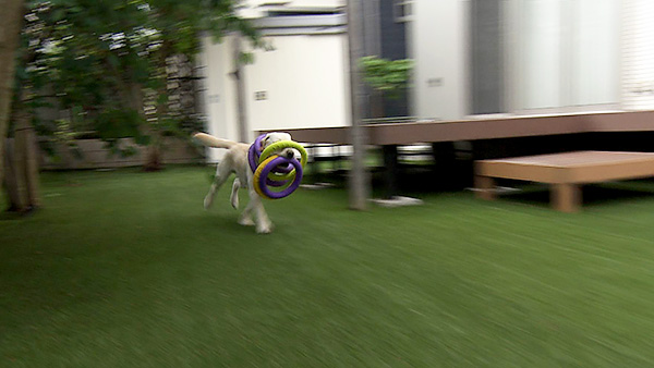 ALBA きょうのわんこ 写真4