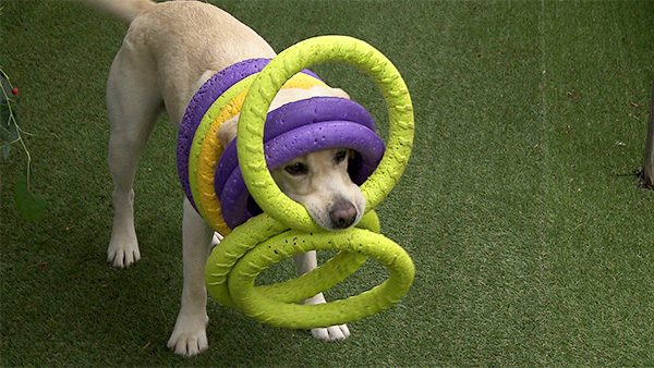 ALBA きょうのわんこ 写真5