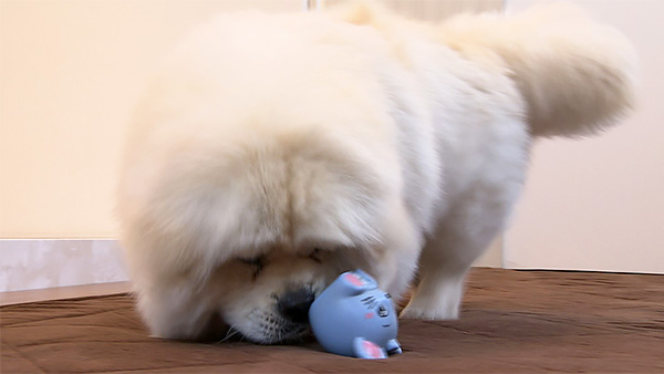 さだはる きょうのわんこ 写真4