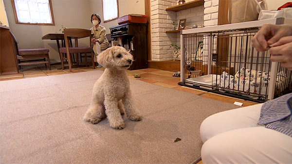 豆吉 きょうのわんこ 写真2