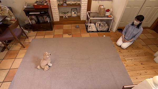 豆吉 きょうのわんこ 写真4