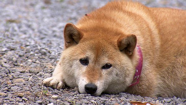 すず きょうのわんこ 写真1