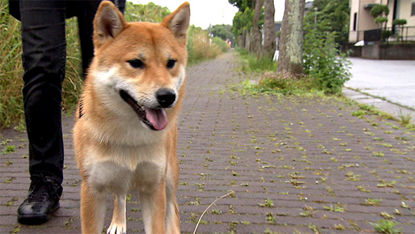 大和 きょうのわんこ 写真1