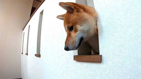 大和 きょうのわんこ 写真5