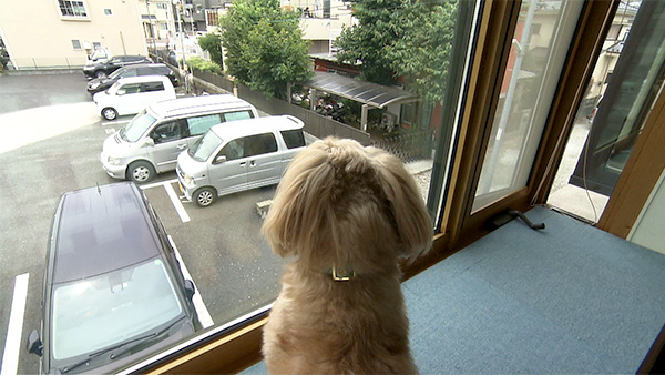 レグルス きょうのわんこ 写真6