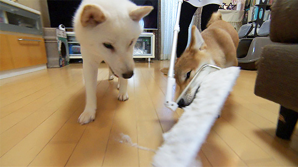 たいすけ＆ころすけ＆そうすけ きょうのわんこ 写真4
