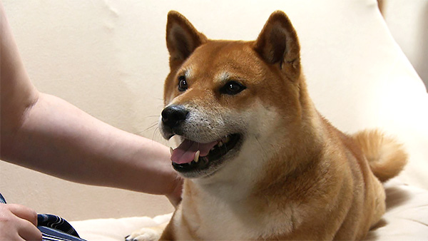 豆助 きょうのわんこ 写真1