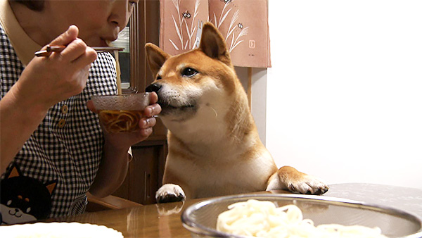 豆助 きょうのわんこ 写真3