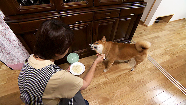 豆助 きょうのわんこ 写真5