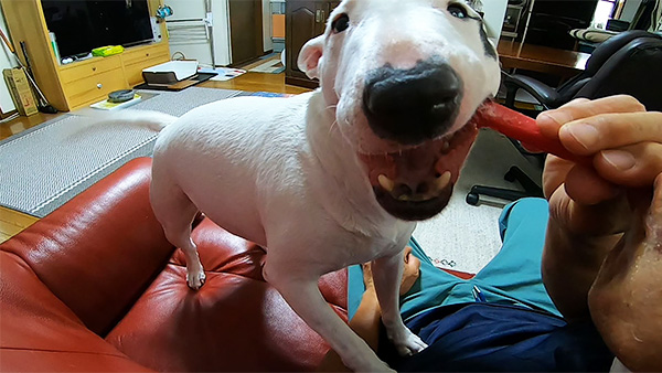 ハナ きょうのわんこ 写真3