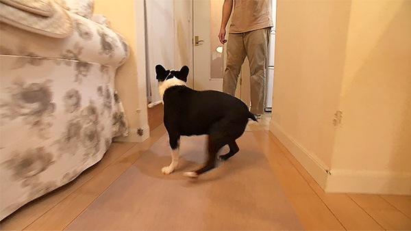 ジニー きょうのわんこ 写真3