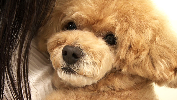 ヒロ きょうのわんこ 写真1