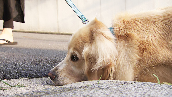 エマ きょうのわんこ 写真4