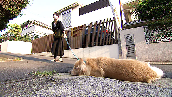 エマ きょうのわんこ 写真5