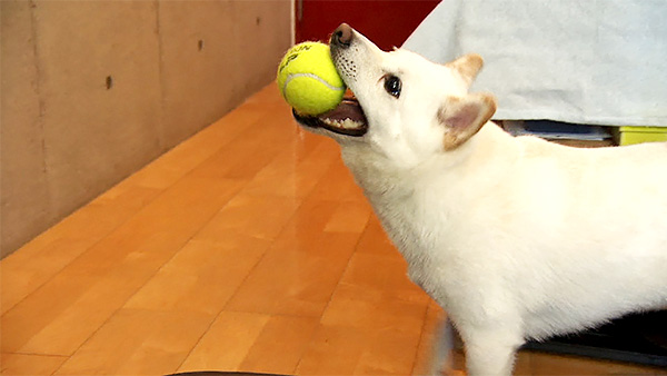 琥珀 きょうのわんこ 写真3