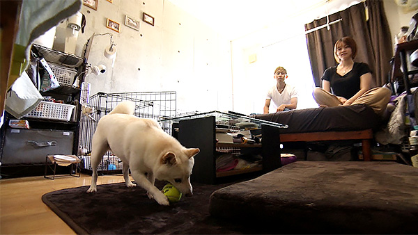 琥珀 きょうのわんこ 写真4