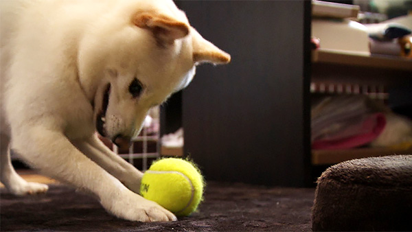 琥珀 きょうのわんこ 写真5