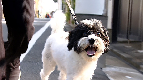 小糸 きょうのわんこ 写真1