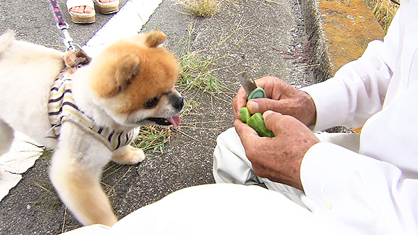 茶々丸 きょうのわんこ 写真4