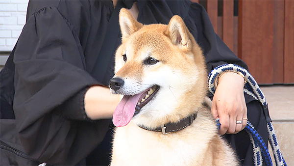 ここ きょうのわんこ 写真1