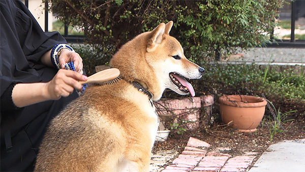 ここ きょうのわんこ 写真2