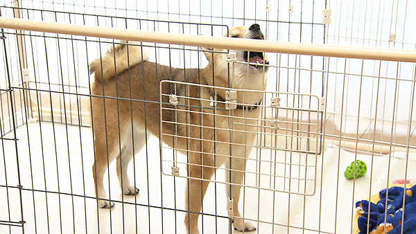 ここ きょうのわんこ 写真4