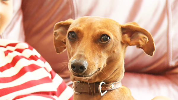 ロケット きょうのわんこ 写真1