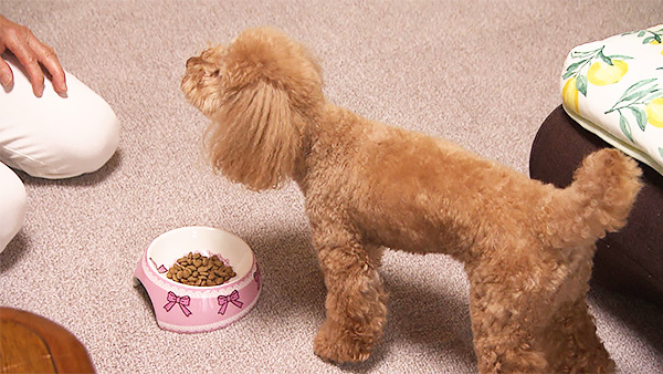 サリー きょうのわんこ 写真2