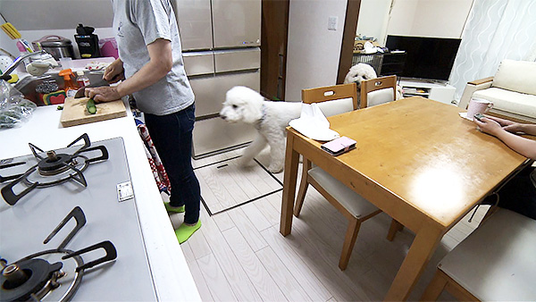ここあ＆しんのすけ きょうのわんこ 写真2