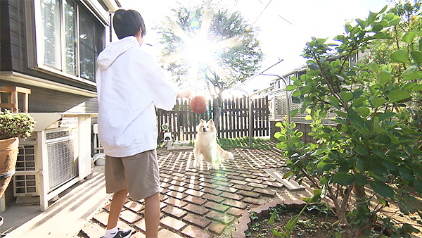 鎧 きょうのわんこ 写真3
