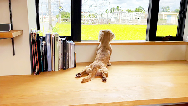 ミラ きょうのわんこ 写真4