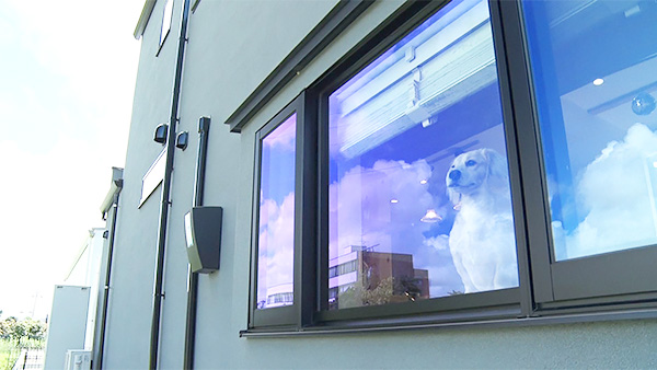 ミラ きょうのわんこ 写真5