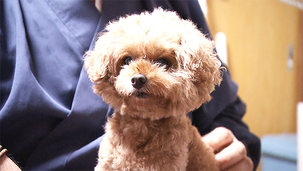 もも きょうのわんこ 写真1