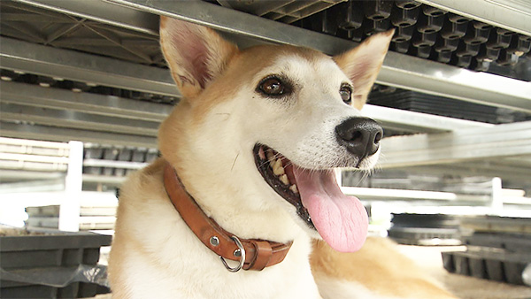 チコ きょうのわんこ 写真3