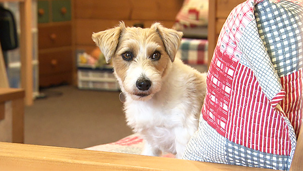 Andy きょうのわんこ 写真1