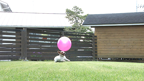 Andy きょうのわんこ 写真3