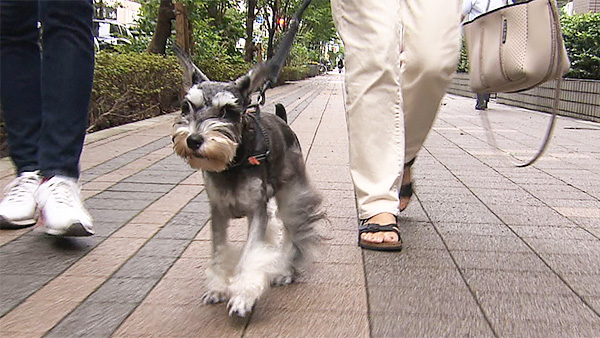 彗 きょうのわんこ 写真1