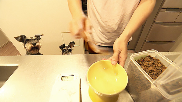 彗 きょうのわんこ 写真3