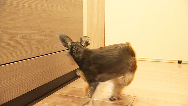 彗 きょうのわんこ 写真4
