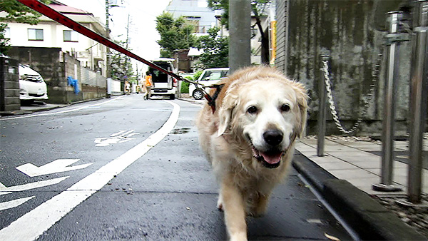 小桜 きょうのわんこ 写真1