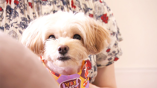 もこ きょうのわんこ 写真1