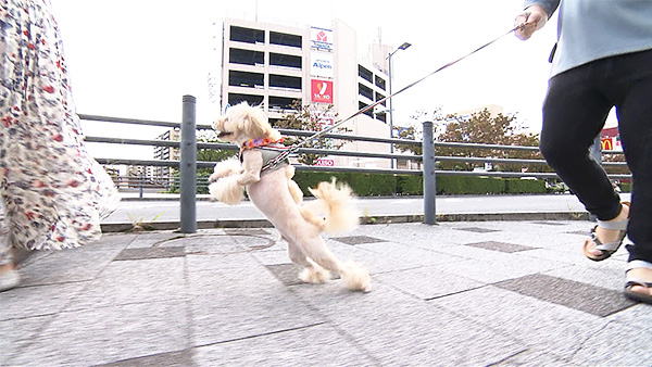 もこ きょうのわんこ 写真4