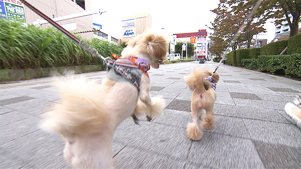 もこ きょうのわんこ 写真5