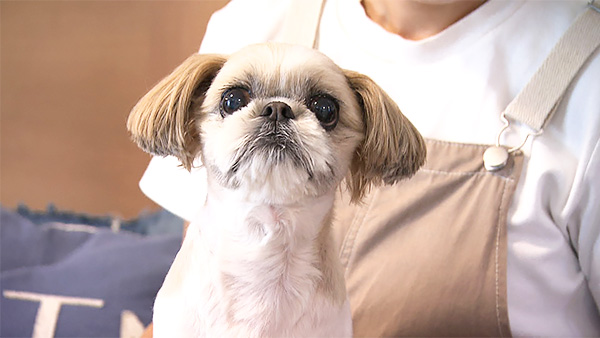 心花 きょうのわんこ 写真1