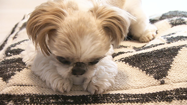 心花 きょうのわんこ 写真3