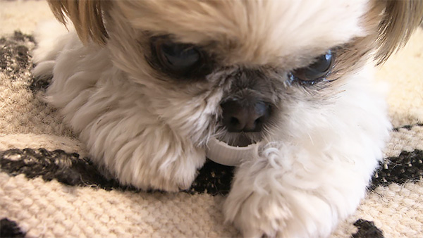 心花 きょうのわんこ 写真4